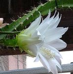 House Plants Sun Cactus  (Heliocereus) Photo; white