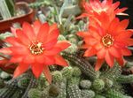 Thistle Globe, Torch Cactus