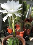 House Plants Thistle Globe, Torch Cactus  (Echinopsis) Photo; white