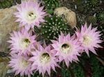 House Plants Thistle Globe, Torch Cactus  (Echinopsis) Photo; pink