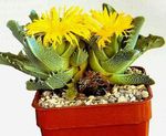House Plants Tiger's Chops, Cat's Jaws, Tiger Jaws succulent (Faucaria) Photo; yellow