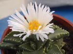 House Plants Tiger's Chops, Cat's Jaws, Tiger Jaws succulent (Faucaria) Photo; white