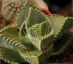 House Plants Tiger's Chops, Cat's Jaws, Tiger Jaws succulent (Faucaria) Photo; yellow