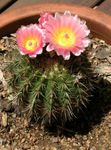 House Plants Tom Thumb desert cactus (Parodia) Photo; pink