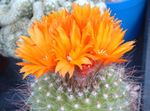 House Plants Tom Thumb desert cactus (Parodia) Photo; orange