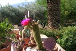 House Plants Trichocereus desert cactus  Photo; pink