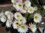 House Plants Trichocereus desert cactus  Photo; white