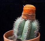 House Plants Turks Head Cactus  (Melocactus) Photo; pink