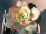 Velvet Rose, Saucer Plant, Aeonium succulent  Photo; white