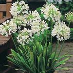 House Flowers African blue lily herbaceous plant (Agapanthus umbellatus) Photo; white