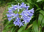 House Flowers African blue lily herbaceous plant (Agapanthus umbellatus) Photo; light blue