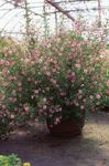 House Flowers African mallow shrub (Anisodontea) Photo; pink