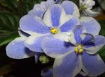 House Flowers African violet herbaceous plant (Saintpaulia) Photo; light blue