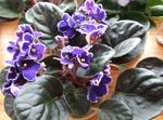House Flowers African violet herbaceous plant (Saintpaulia) Photo; purple