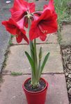 House Flowers Amaryllis herbaceous plant (Hippeastrum) Photo; red