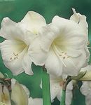 House Flowers Amaryllis herbaceous plant (Hippeastrum) Photo; white