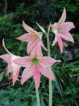 House Flowers Amaryllis herbaceous plant (Hippeastrum) Photo; pink