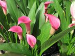 House Flowers Arum lily herbaceous plant (Zantedeschia) Photo; pink