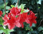 House Flowers Azaleas, Pinxterbloom shrub (Rhododendron) Photo; red