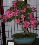 House Flowers Azaleas, Pinxterbloom shrub (Rhododendron) Photo; pink