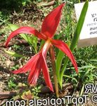 House Flowers Aztec Lily, Jacobean Lily, Orchid Lily herbaceous plant (Sprekelia) Photo; red