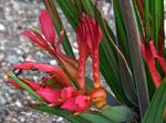 Baboon Flower, Baboon Root herbaceous plant (Babiana) Photo; red