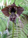 Bat Head Lily, Bat Flower, Devil Flower herbaceous plant (Tacca) Photo; brown