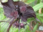 Bat Head Lily, Bat Flower, Devil Flower herbaceous plant (Tacca) Photo; brown