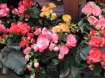 House Flowers Begonia herbaceous plant  Photo; pink