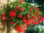 House Flowers Begonia herbaceous plant  Photo; red