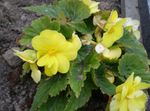 House Flowers Begonia herbaceous plant  Photo; yellow