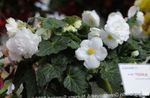 House Flowers Begonia herbaceous plant  Photo; white