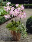 Casa de Flores Belladonna Lily, March Lily, Naked Lady planta herbácea (Amaryllis) foto; branco