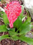 House Flowers Billbergia herbaceous plant  Photo; red