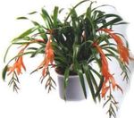 House Flowers Billbergia herbaceous plant  Photo; pink
