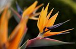 Bird of paradise, Crane Flower, Stelitzia herbaceous plant (Strelitzia reginae) Photo; orange