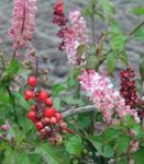 House Flowers Bloodberry, Rouge Plant, Baby Pepper, Pigeonberry, Coralito shrub (Rivina) Photo; pink