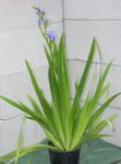 House Flowers Blue Corn lily herbaceous plant (Aristea ecklonii) Photo; light blue