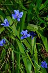 House Flowers Blue Corn lily herbaceous plant (Aristea ecklonii) Photo; light blue