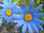 House Flowers Blue Daisy herbaceous plant (Felicia amelloides) Photo; light blue