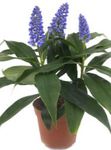 House Flowers Blue Ginger herbaceous plant (Dichorisandra) Photo; dark blue