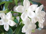 Bridal Bouquet, Madagascar Jasmine, Wax flower, Chaplet flower, Floradora, Hawaiian Wedding flower liana (Stephanotis) Photo; white