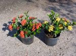 House Flowers Broken Pot, Prince of Orange shrub (Ixora) Photo; red
