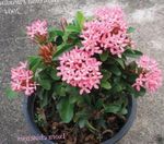 House Flowers Broken Pot, Prince of Orange shrub (Ixora) Photo; pink