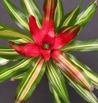 House Flowers Bromeliad herbaceous plant (Neoregelia) Photo; red