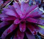 House Flowers Bromeliad herbaceous plant (Neoregelia) Photo; purple