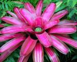 House Flowers Bromeliad herbaceous plant (Neoregelia) Photo; pink