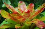 House Flowers Bromeliad herbaceous plant (Neoregelia) Photo; orange