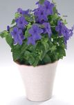 House Flowers Browallia herbaceous plant  Photo; dark blue