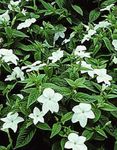 House Flowers Browallia herbaceous plant  Photo; white